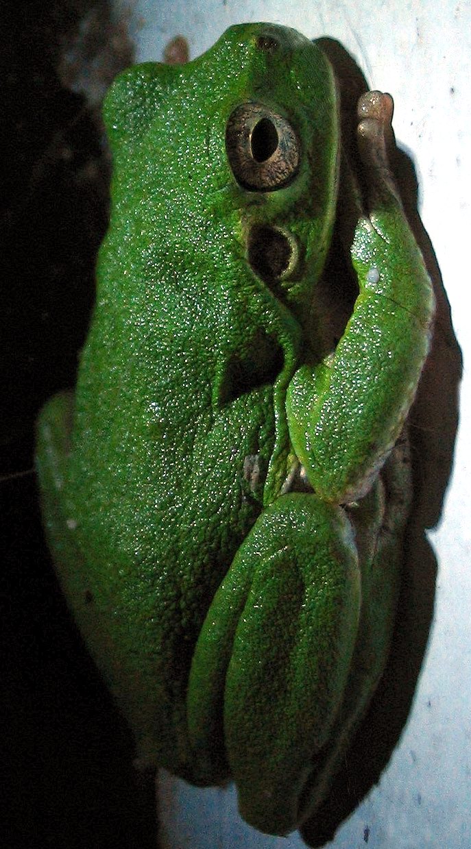 Hyla sarda o Hyla meridionalis??? Hyla anomala dall''Elba